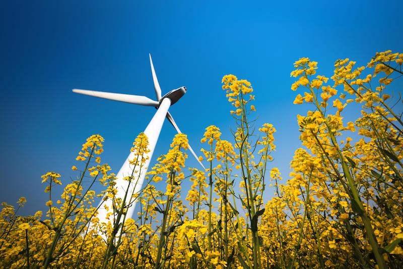 Eine Windturbine auf einer Wiese. Der Himmel ist leicht bewölkt, es scheint die Sonne und es blühen lilafarbene Blumen im Vordergrund des Bildes.